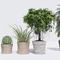Various Potted Plants in Woven Baskets Stone Pots and Decorative Containers for Home Decor
