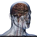 Medical Device for 3D Visualization of Human Head Neck Anatomy Brain Bones and Blood Vessels