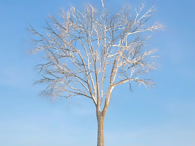 Tall Arbor With Bare Branches And Natural Trunk Against Clear Blue Sky 3d model