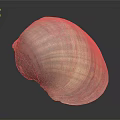Large Vibrant Striped Clam Shell With Natural Texture On Dark Background Surface 3d model