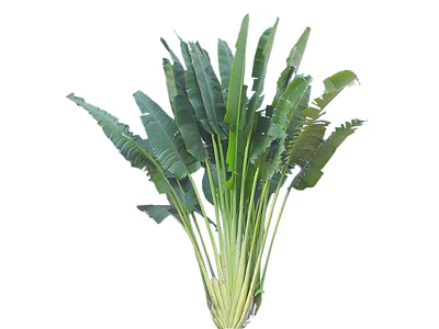 Tall Lush Arbor with Broad Green Leaves and Strong Upright Trunk Structure 3d model