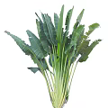 Tall Lush Arbor with Broad Green Leaves and Strong Upright Trunk Structure