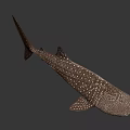 Whale Shark Swimming In Blue Ocean Water With White Spots On Body