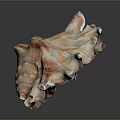 Detailed Marine Conch Animal Shell With Spiral Shape Natural Texture And Close Up View