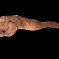 Brown Amphibian with Rough Skin and Long Tail on Black Background