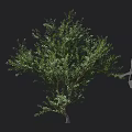 Shrub With Lush Green Leaves And Evergreen Foliage For Outdoor Garden Landscape Design