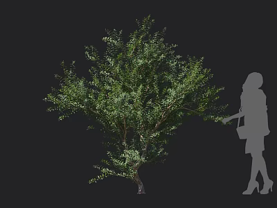 Shrub With Lush Green Leaves And Evergreen Foliage For Outdoor Garden Landscape Design 3d model