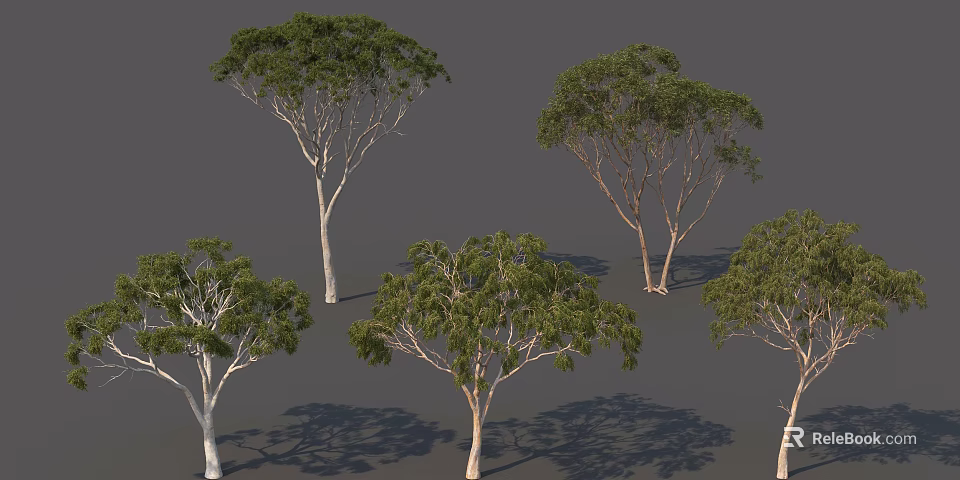 Five Arbor Trees With Light Colored Trunks And Green Foliage In Different Shapes 3d model 