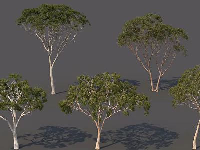Five Arbor Trees With Light Colored Trunks And Green Foliage In Different Shapes 3d model