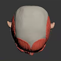 Human Head Muscular Anatomy Model With Detailed Facial Organs Eyes Nose Mouth