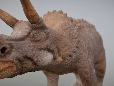 Realistic Triceratops Dinosaur Model With Textured Skin And Horned Head 3d model