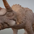 Realistic Triceratops Dinosaur Model With Textured Skin And Horned Head