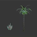 Tall Palm Tree With Green Leaves And Small Red Green Succulent Plant