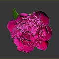 Vibrant Pink Peony Flower With Green Leaves And Stem On Dark Background