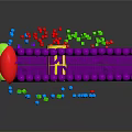 Organ And Hair Follicle Structure With Colorful Cellular Components And Biological Molecules