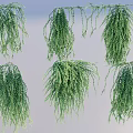 Lush Hanging Basket Plants With Trailing Green Leaves For Home Decor