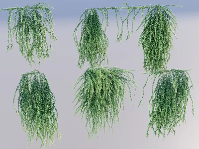 Lush Hanging Basket Plants With Trailing Green Leaves For Home Decor 3d model
