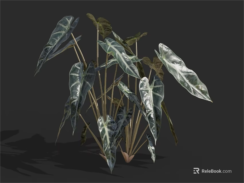 Leafy Plant With Large Variegated Leaves White And Dark Green Stripes And Slender Stems 3d model 
