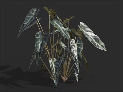 Leafy Plant With Large Variegated Leaves White And Dark Green Stripes And Slender Stems 3d model