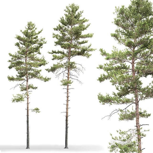 Three Arbor Trees With Green Foliage And Brown Trunks On White Background 3d model