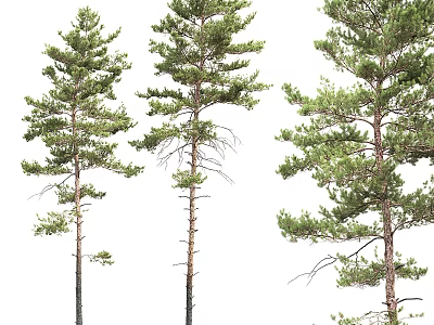Three Arbor Trees With Green Foliage And Brown Trunks On White Background 3d model