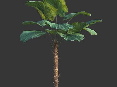 Tall Arbor With Large Fan Shaped Green Leaves And Brown Trunk 3d model