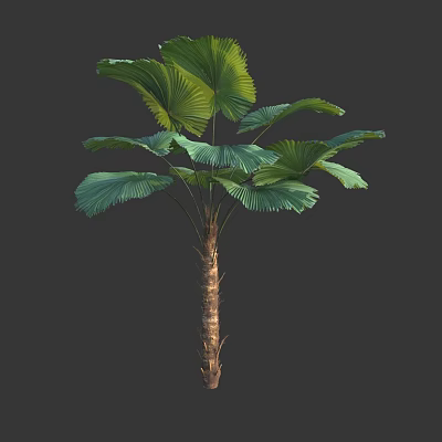 Tall Arbor With Large Fan Shaped Green Leaves And Brown Trunk 3d model