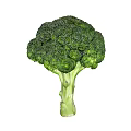 Fresh and Green Broccoli Organic Healthy Vegetable Isolated on White Background