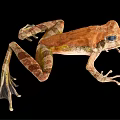 Brown And Yellow Spotted Frog With Large Eyes And Webbed Feet Resting