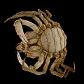 Close Up View Of Brown Crab With Textured Shell Large Claws And Legs