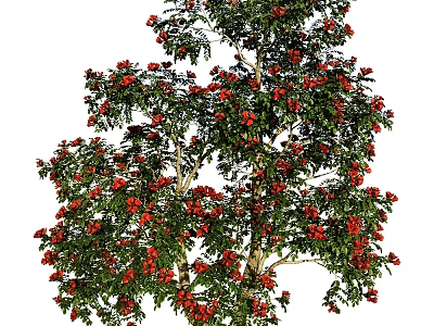 Lush Flowering Tree With Abundant Red Flowers And Vibrant Green Leaves 3d model