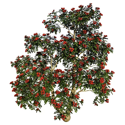 Lush Flowering Tree With Abundant Red Flowers And Vibrant Green Leaves 3d model