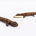 Two Brown Spotted Reptiles With Long Bodies On White Background 3d model