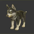 Adorable Husky Puppy With Gray And White Fur Standing On Black Background With Reflection