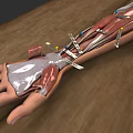 Detailed Arm Wrist And Hand Anatomical Structure With Muscles And Ligaments