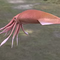 Pink Squid With Long Tentacles And Streamlined Body In Aquatic Habitat
