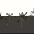 Different Arbor Trees with Green Foliage and Various Trunk Shapes in Display Arrangement