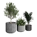 Elegant Bonsai Potted Plants with Various Greenery in Textured Gray Planters for Indoor Decor