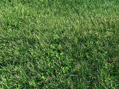 Vibrant Lush Green Grass And Tiny Green Plants Growing In Natural Outdoor Lawn 3d model