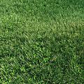 Modern grass lawn turf 3d model