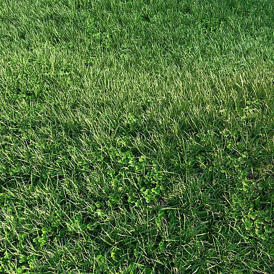 Vibrant Lush Green Grass And Tiny Green Plants Growing In Natural Outdoor Lawn 3d model
