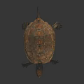 Reddish Brown Turtle With Shiny Carapace And Detailed Limbs On Dark Background