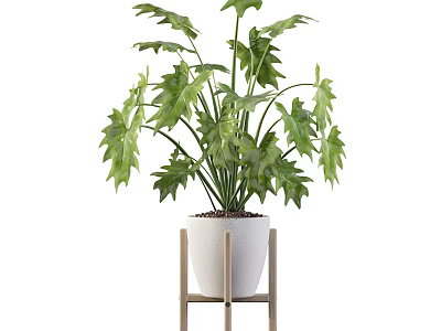 Green Leafy Potted Plant In White Ceramic Pot On Wooden Stand 3d model