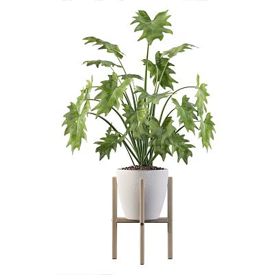 Green Leafy Potted Plant In White Ceramic Pot On Wooden Stand 3d model