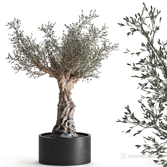 Olive Tree Bonsai Potted Plant with Thick Trunk Lush Branches and Leaves and Black Pot 3d model 