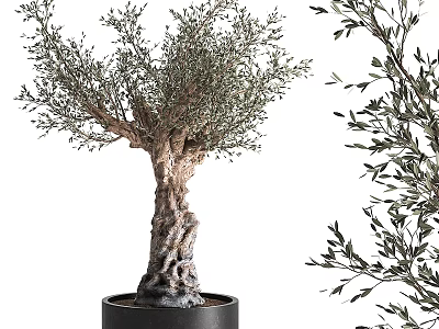 Olive Tree Bonsai Potted Plant with Thick Trunk Lush Branches and Leaves and Black Pot 3d model