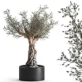 Olive Tree Bonsai Potted Plant with Thick Trunk Lush Branches and Leaves and Black Pot