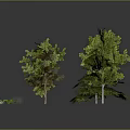 Various Green And Brown Trees With Small Plants On Gray Background With Ground Reflection