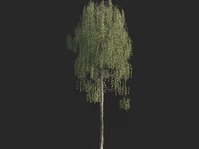 Weeping Willow Tree With Long Drooping Branches And Lush Green Leaves 3d model
