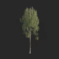Weeping Willow Tree With Long Drooping Branches And Lush Green Leaves 3d model